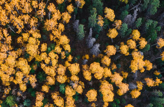 Yellow and green trees