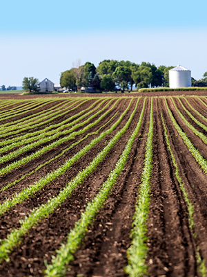 corn field