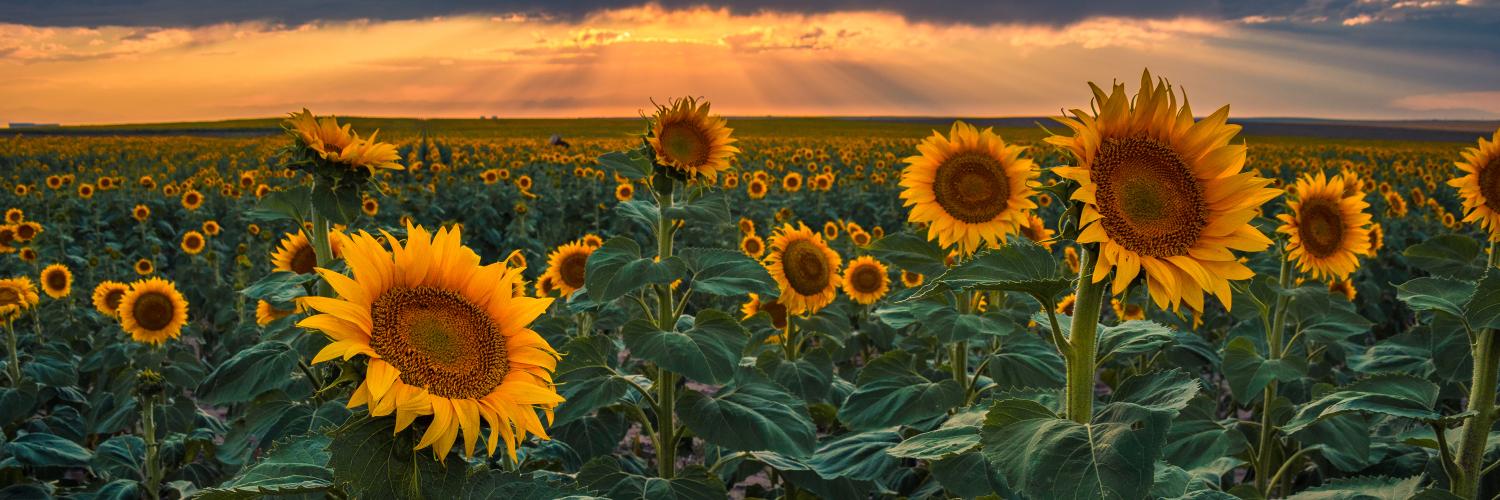 field of sunflowers